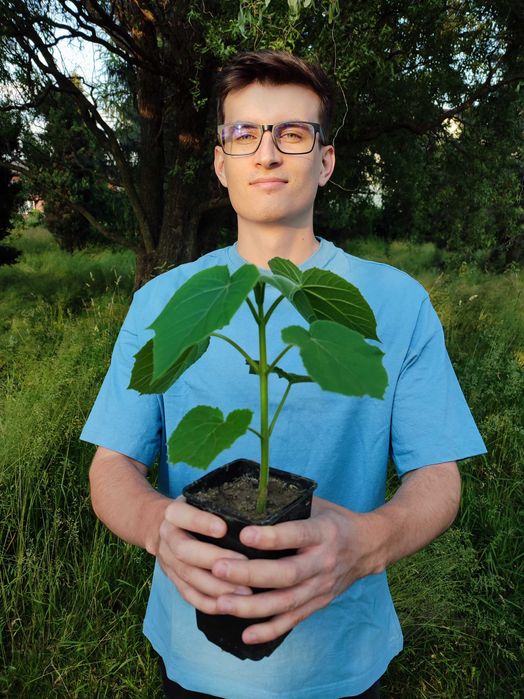 Paulownia Shang Tong - Dwuletnie sadzonki szybko rosnące. PRODUCENT