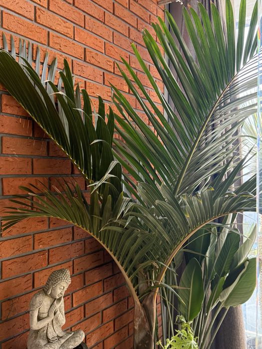 Palma Mascarena verschaffeltii.