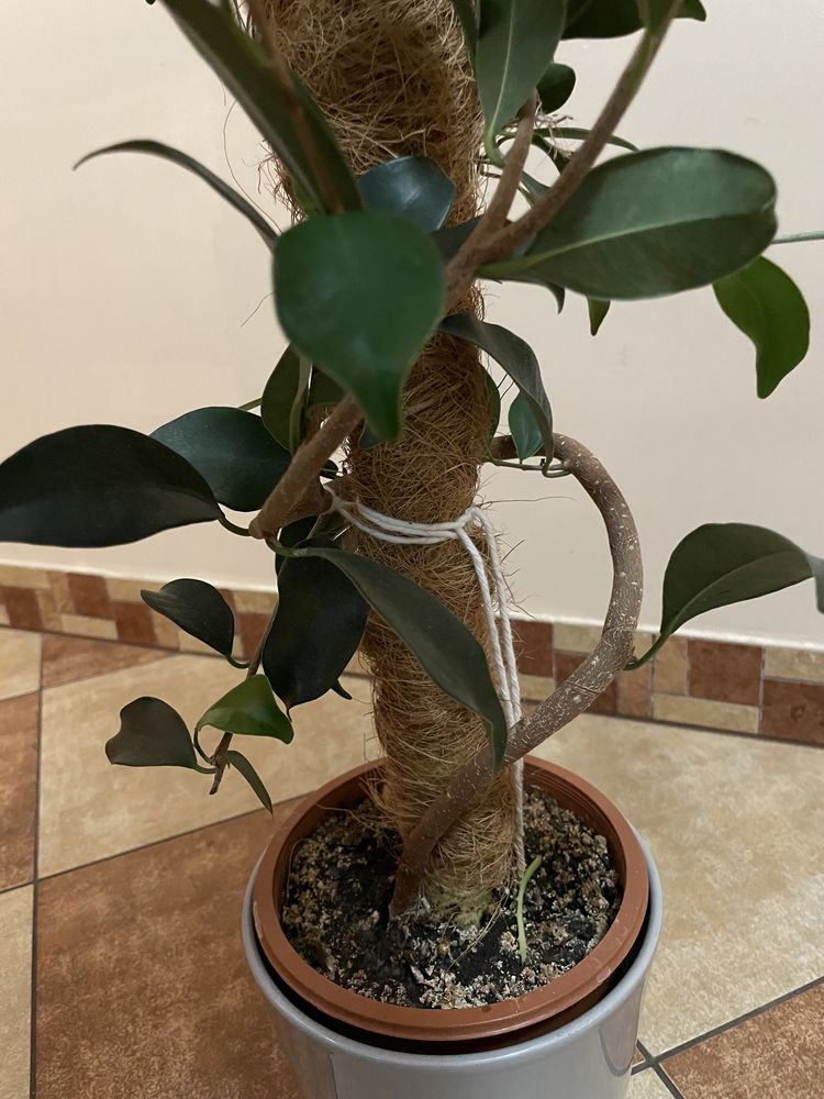 Fikus benjamina figowiec benjaminek 52 cm wlokno kokosa