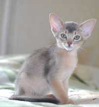абиссинский котенок окрас голубой