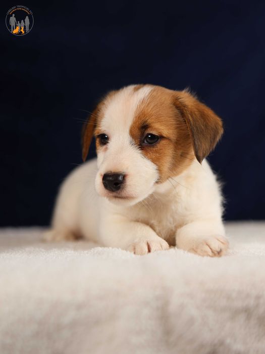 Jack Russell Terrier ZKwP FCI  piękna suczka w.złamany