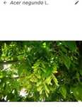 Acer Negundo (arvore de folhagem frondosa e fresca)