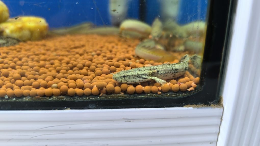 Polypterus Endlicheri