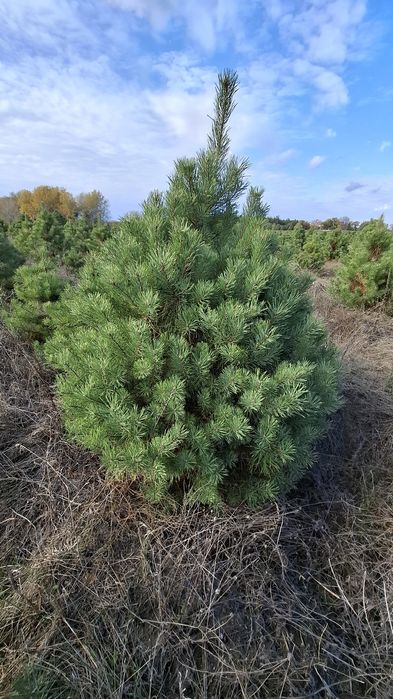 Новорічна ялинка (сосна Кримська). Новогодняя елка.