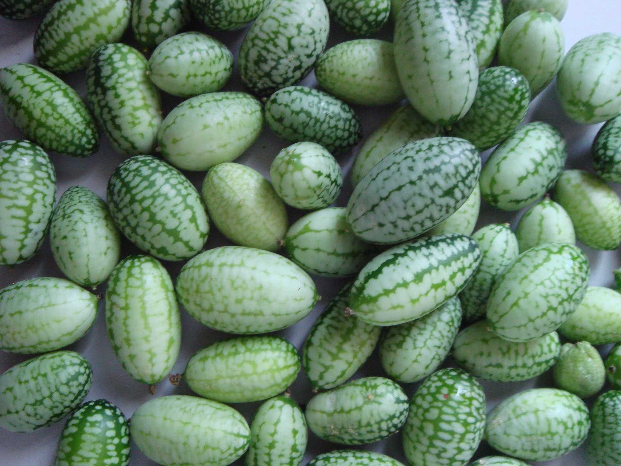 Sementes de Mini Melancia (cucamelon) - Melothria Scabra