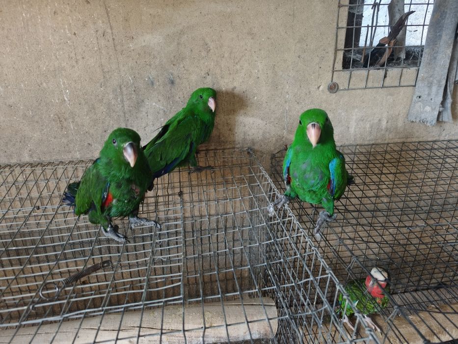 Papagaios écletus para acabar de criar à mão