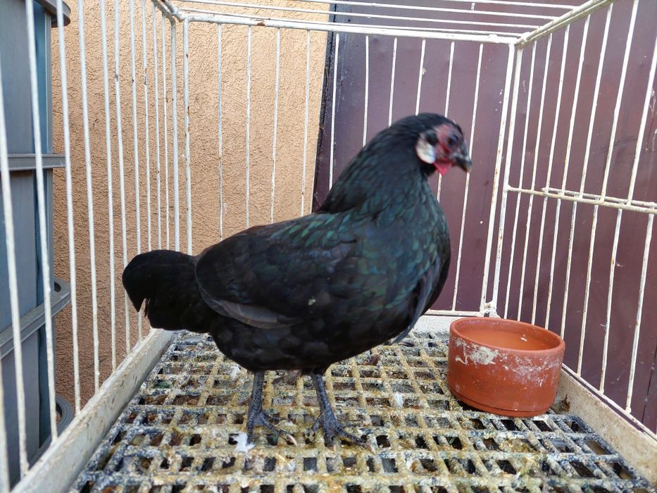 Kurka rasy bantamka ,z tego roku