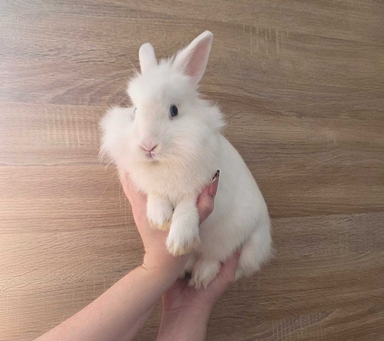 Biały królik miniaturka