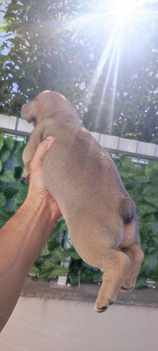 Bulldog francês fêmea