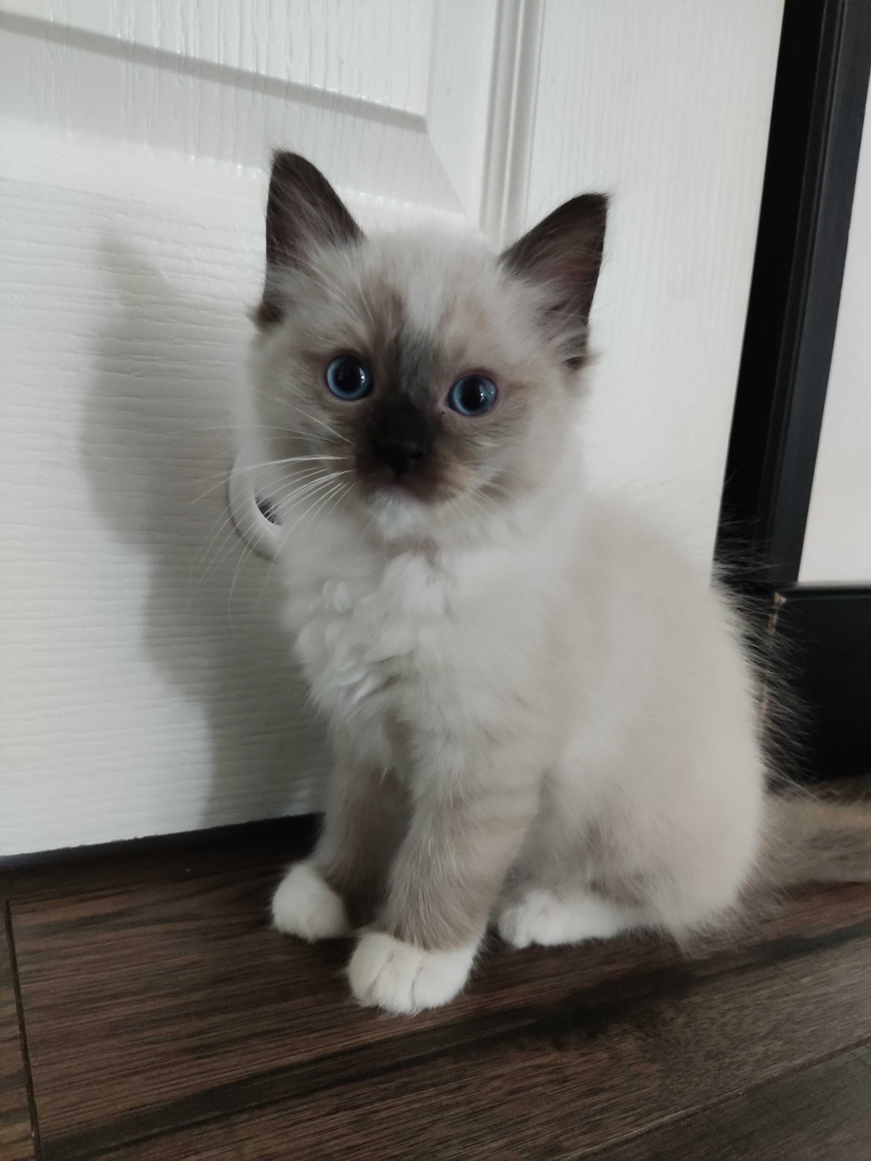 Ragdoll Kot kotka