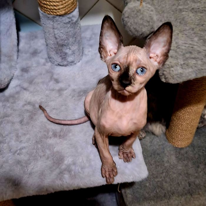 Котята канадский сфинкс