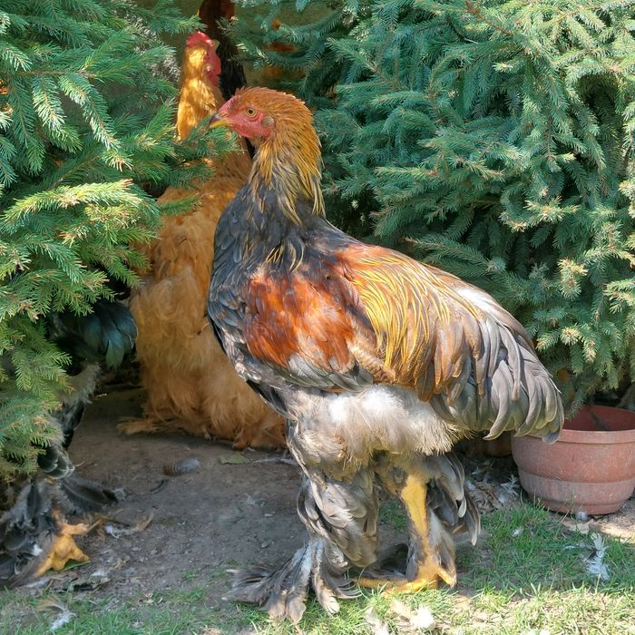 Brahma olbrzymia