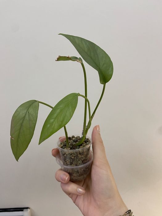 Epipremnum Cebu Blue