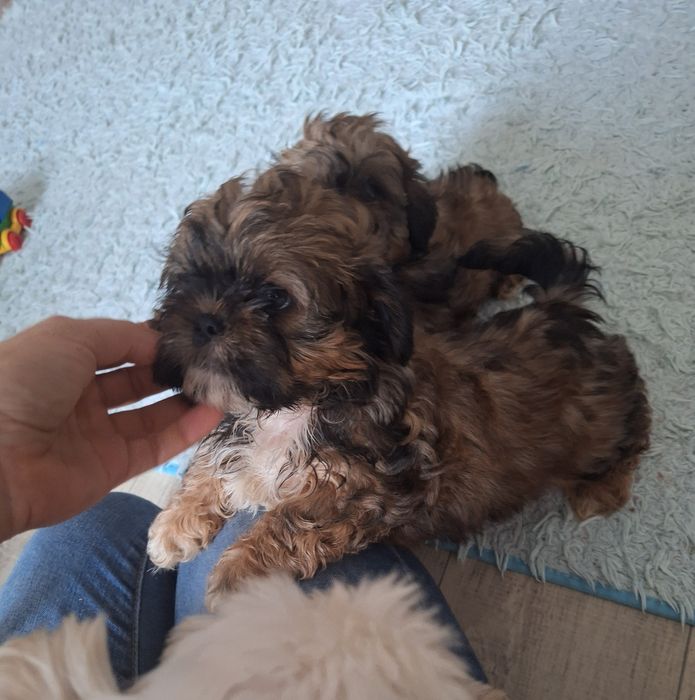Unikatowo umaszczony shih tzu  Dafi