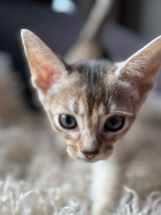 Kot Abisyński SREBRNY- rodowod WCF po Grand International Chempionie