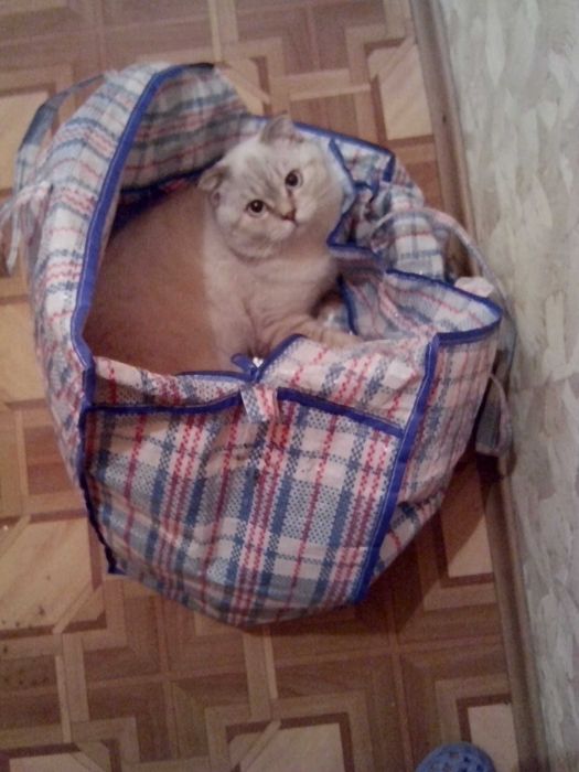 Потерялся кот, вислоухий, очень давно