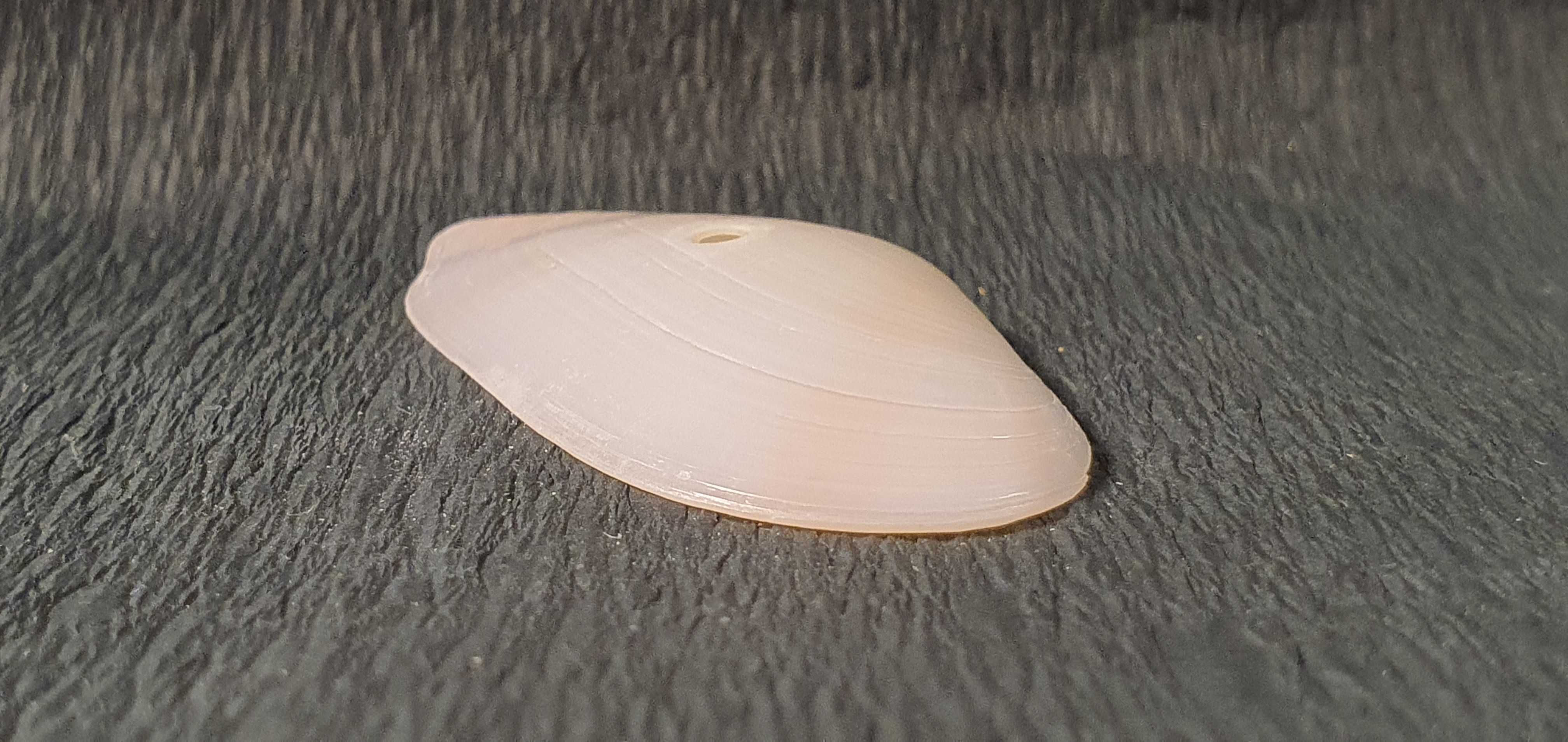 Muszla morska o wymiarach 60 x 30 x 10 mm (nr 20)