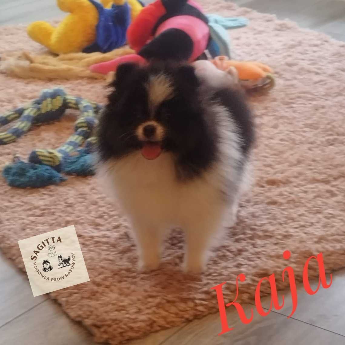 Szpic miniaturowy - pomeranian - Kaja ślicznotka