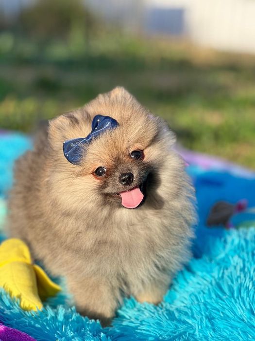 Lulu da Pomerânia menino Micro Miniatura com Lop e Afixo