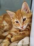 Maine Coon kotka