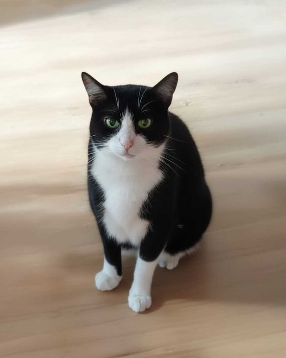 Setúbal / Margem Sul / Lisboa — PATTY, gatinha para adoção