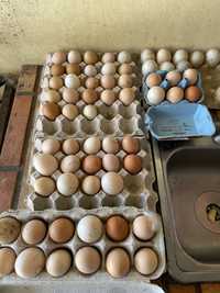 Ovos de Galinha Caseiros