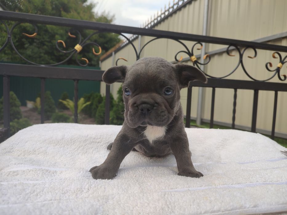 французский бульдог два мес