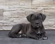 Cane corso szczeniak