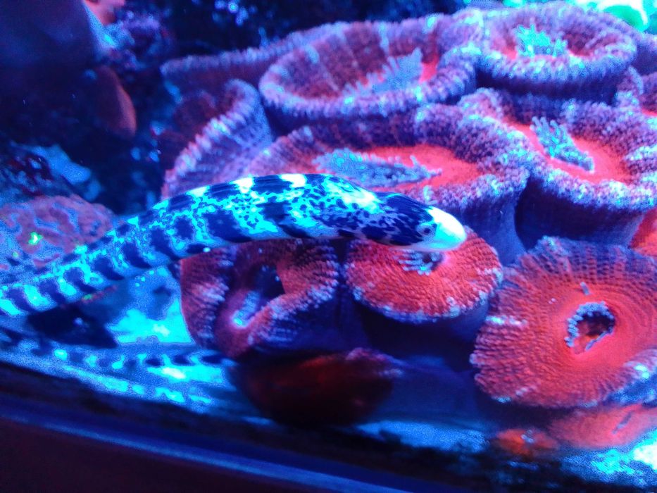 Akwarium morskie z całym życiem i osprzętem # koral # koralowce # ryby