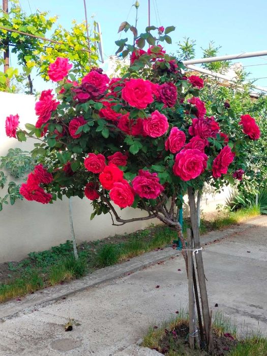 Отличная ЦЕНА! НОВОСТРОЙ возле МОРЯ, лучший район, евроремонт, балкон.