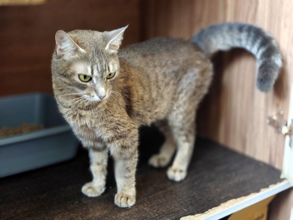 Ніжна кішечка Мурка шукає дім, 1 рік, кішка