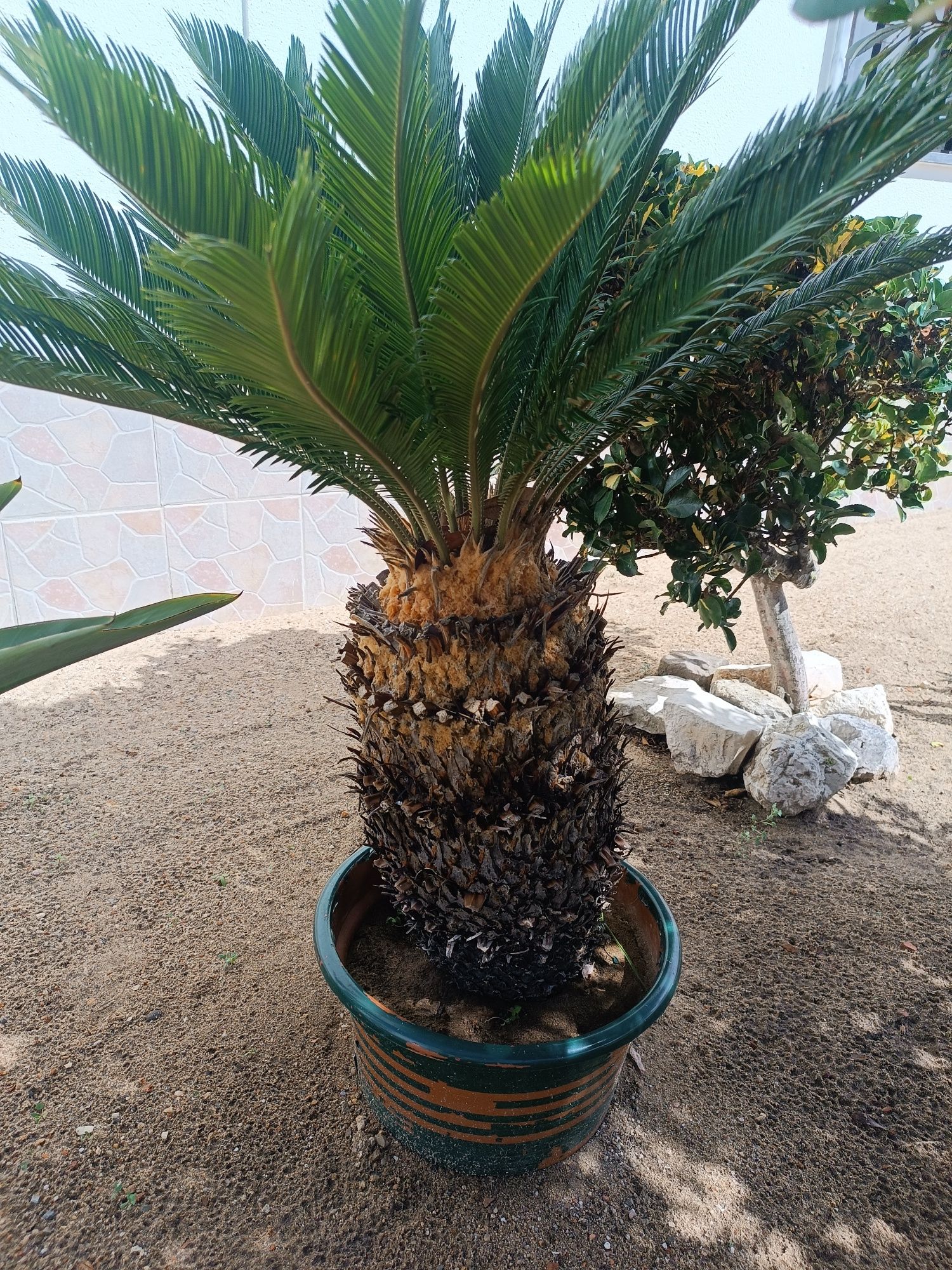 Palmeira cyca em vaso