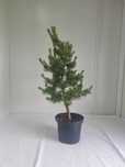 Sosna Drobnokwiatowa Pinus Negishi – Drzewko Ozdobne, Wys. 120 cm, 7L