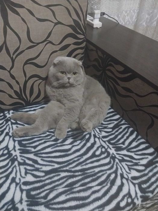 В'язка шотландського кота Пуфіка