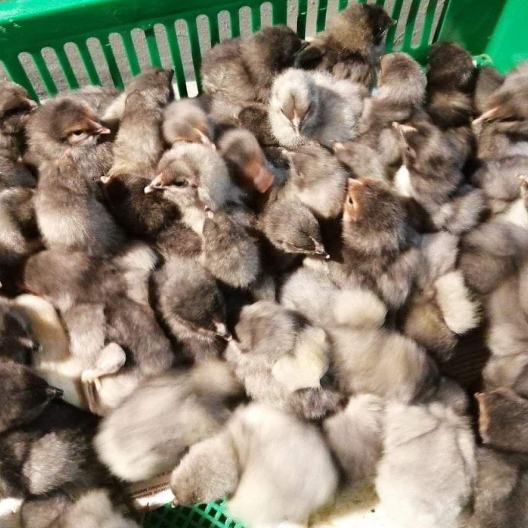 Цыплята Бройлер,Яичные,Мясояичные