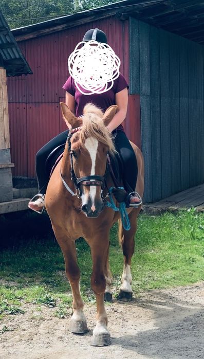 Klacz 3,5r. Pod siodlo i zaprzeg