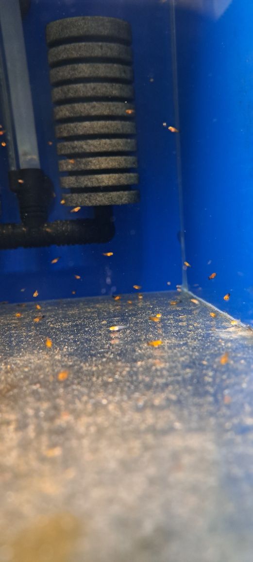 Narybek mieczyka 200 szt promocja wagtail delta ,koi  ,delta czerwona