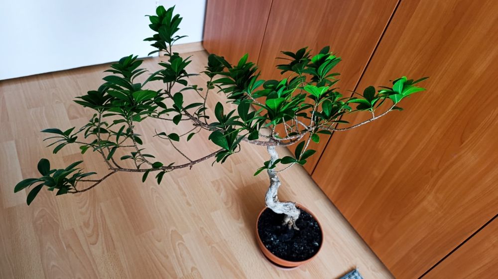 Bonsai drzewko plus doniczka.