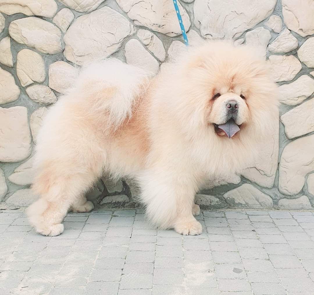Dostępna suczka chow chow