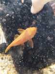 Glonojad ancistrus super Red samce