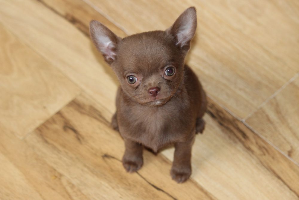 Chihuahua piesek