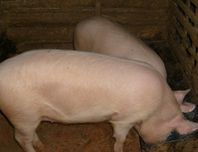 Продам свиней (беконної породи) живою вагою