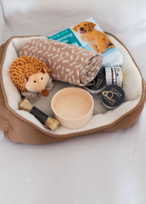 Maltańczyk suczka z rodowodem i chipem - rezerwacja