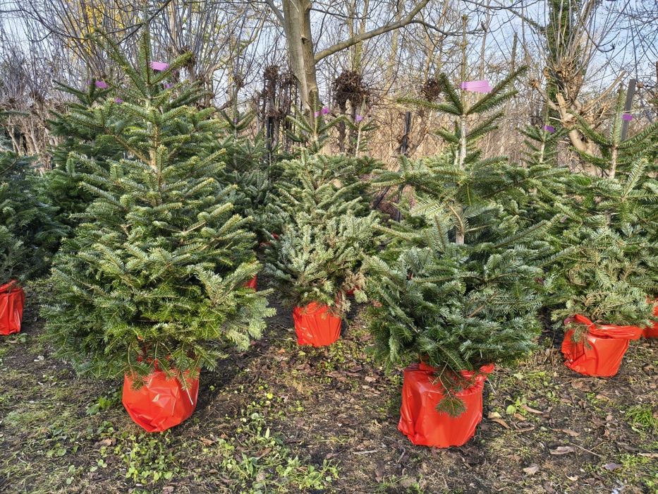 Choinki jodła kaukaska 150-170cm Dostawa Puławska 416