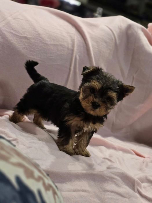 Suczka mini Yorkshire terrier