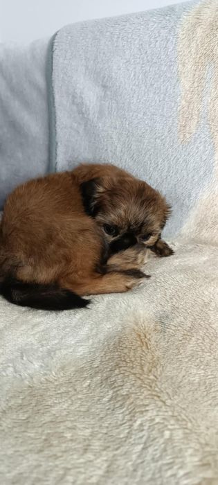 Shih Tzu suczka z rodowodem. Odbiór od 25.10.25r