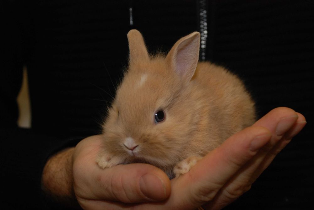 Кролики для деток, микро кролики ручные - цвета разные