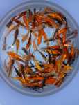 Carpas koi 7/9cm