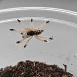 Amazonius germani L2