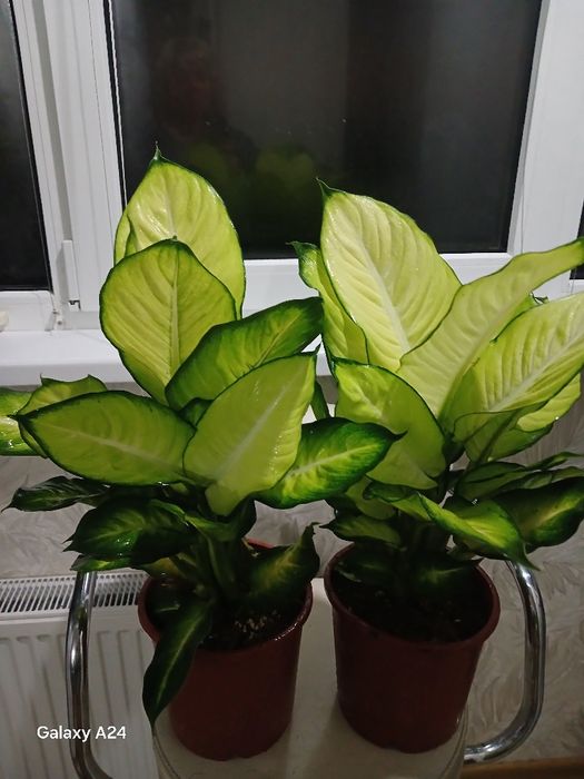 Дефінбахія  Каміла